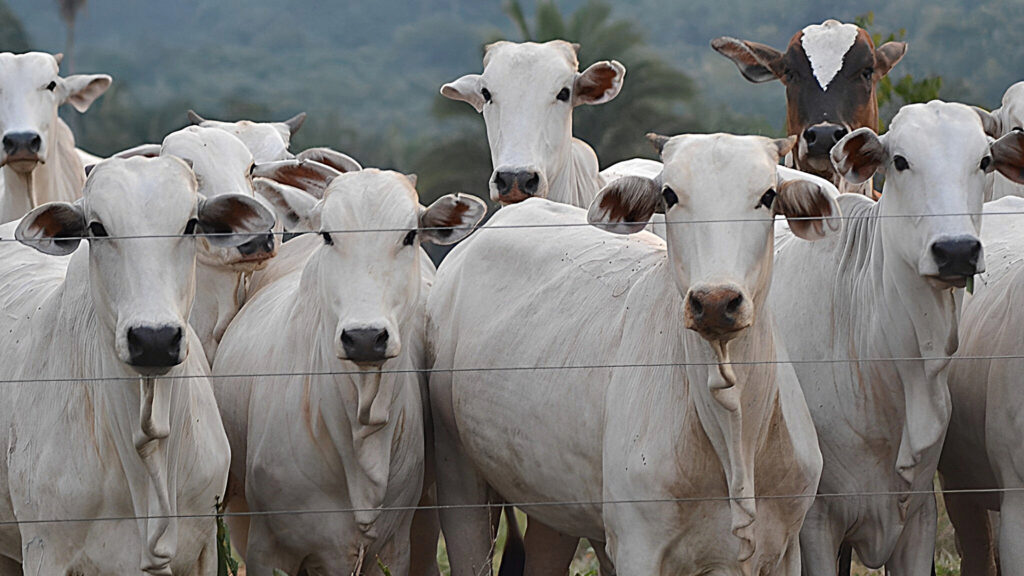 Vendas de carne bovina à China estão suspensas após confirmação de vaca