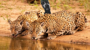 Dia 29 de novembro, comemora-se o Dia Nacional da Onça-pintada, o maior felino das Américas