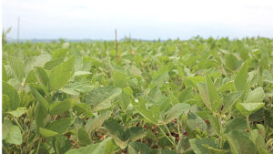 Agricultores de Assis Chateaubriand esperam pela chuva que deve chegar a partir da semana que vem, mas com baixo volume