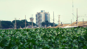 Agricultores de Assis Chateaubriand aguardam pela chuva que deve chegar a partir de domingo