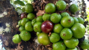 Jaboticaba, do delicioso perfume das flores ao sabor exótico que agrada crianças e adultos