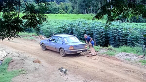 No interior do Paraná, bezerro é furtado de propriedade rural e levado de carro (vídeo)