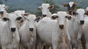 Vendas de carne bovina à China estão suspensas após confirmação de vaca louca