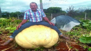 Abóbora gigante é cultivada no oeste do Paraná