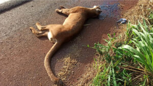 Onça parda é encontrada morta em rodovia entre Toledo e Cascavel