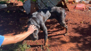 Mulher é presa em Toledo por maus-tratos a animais