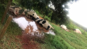 Raio atinge e mata vacas leiteiras no Oeste do Paraná