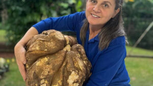 Casal de agricultores colhe batata doce de 20 kg em Coronel Vivida no PR