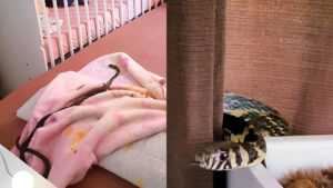 Cobra sobe em cama que estavam mãe e bebê e é capturada em berço