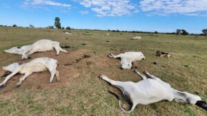 Frio no Pantanal sul-mato-grossense mata mais de mil cabeças de gado