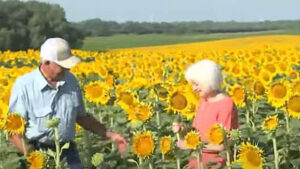 Agricultor faz homenagem a esposa plantando mais de 1 milhão de girassóis