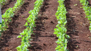 Governo de SC critica Ministério da Agricultura por redução no prazo de plantio