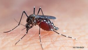 Vítima de dengue hemorrágica, criança de 11 anos morre em Pato Branco