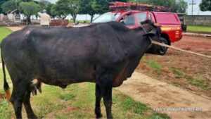 Após ser atacada por vaca, mulher morre em hospital no interior do Paraná