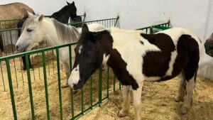 Pavilhão do agronegócio terá pequenos animais como atração durante a Expo Rondon