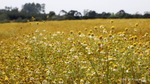 Caminhadas da Natureza terá campos de camomila e cachoeiras