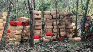 BPFron encontra 6 toneladas de maconha em área rural de Marechal Cândido Rondon