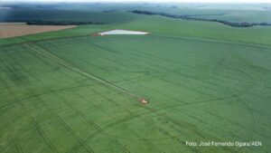 Paraná: plantio de soja avança e já cobre 22% da área prevista, cerca de 1,3 milhão de hectares