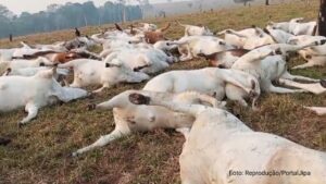 Raio atinge e mata 98 cabeças de gado no interior de Rondônia (Vídeo)