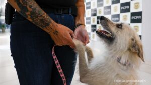 Cachorrinha que “pediu ajuda” para salvar filhotes é adotada por policiais civis