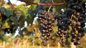 Produtores podem se inscrever para participar da Rota Uva e Vinho Paraná