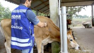 Veterinários devem se recadastrar na Adapar para atuar no combate à brucelose e tuberculose